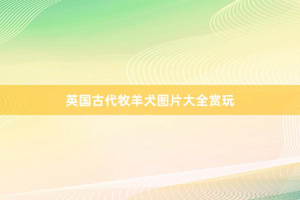 英国古代牧羊犬图片大全赏玩