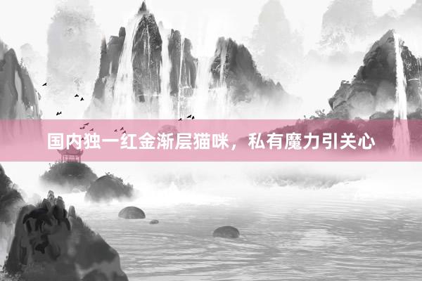 国内独一红金渐层猫咪，私有魔力引关心